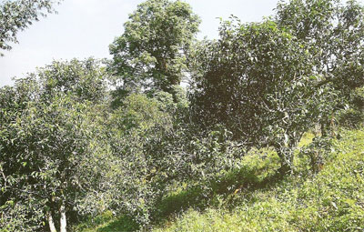 чайные деревья Синь Бан Чжан