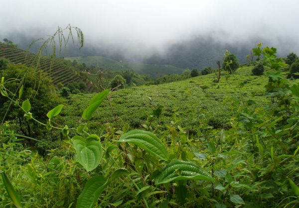 чайные плантации тай ди ча в регионе Бу Лан Шань
