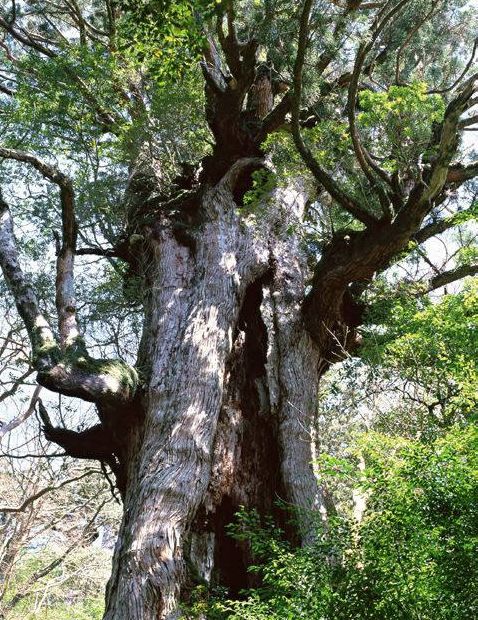 Пуэр - дикое дерево