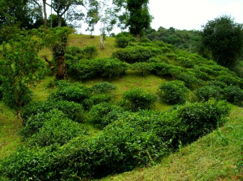 В районе деревни Ма Хэй Много кустовой разновидности чайных деревьев